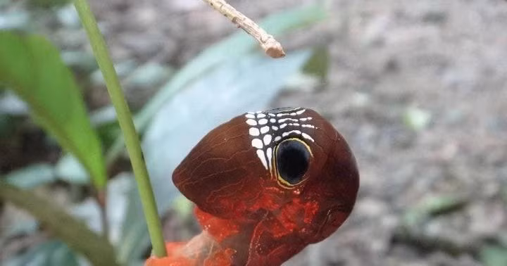 Và không chỉ có màu nâu đen, loài sâu bướm này còn có màu đỏ sậm. Hình ảnh này khiến nhiều người liên tưởng đến siêu anh hùng Người nhện trong các bộ phim bom tấn của Hollywood.