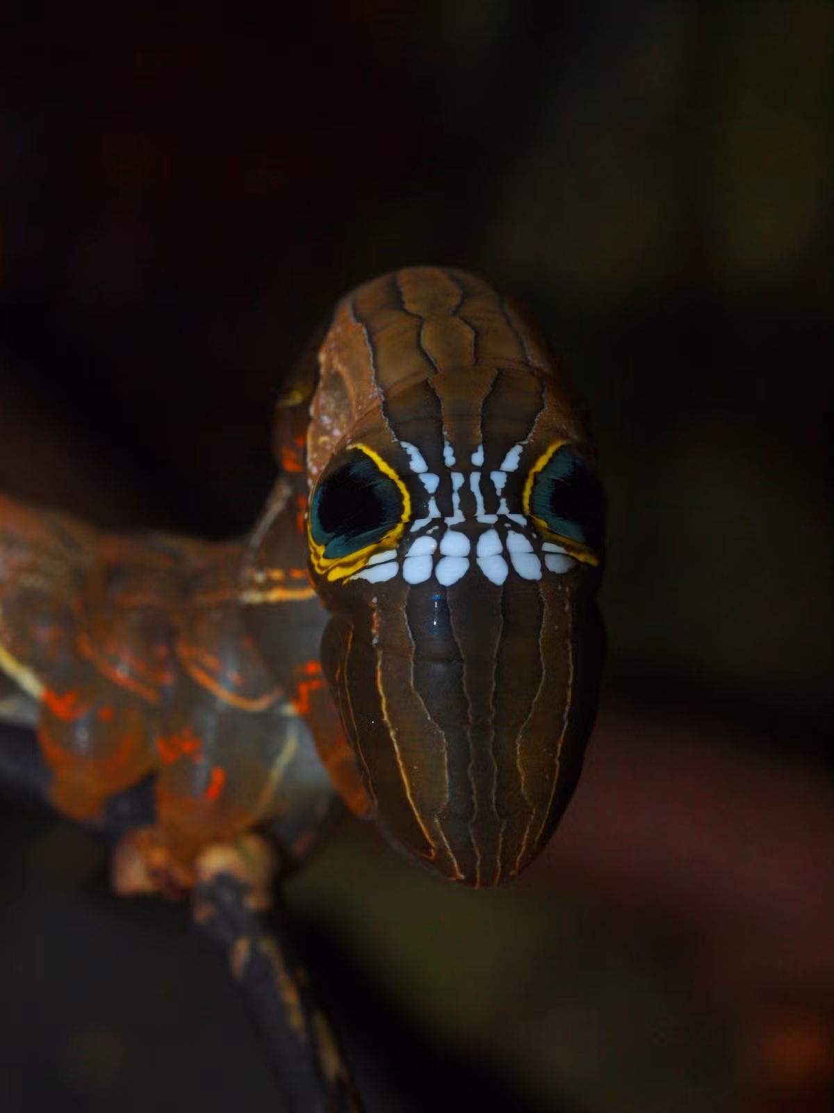 Loài sâu bướm ghê rợn này thuộc nhóm bướm đêm Phyllodes imperialis, cụ thể nó là dạng sâu bướm của loài bướm cánh dưới màu hồng. Khi còn là ấu trùng, chúng ngụy trang thành dạng lá màu xám nâu để đánh lừa những kẻ săn mồi.