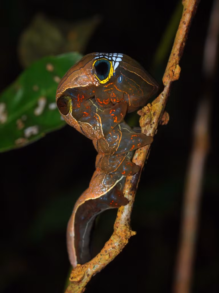Trong thời kỳ cuốn kén, cơ thể của loài sâu bướm này sẽ phát sinh ra những biến đổi thông thường giống như các loài sâu bướm mới.