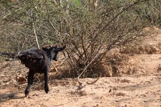 Câu chuyện về cô dê nghị lực chỉ có hai chân ở Vân Nam, Trung Quốc khiến nhiều người vô cùng cảm phục. Sinh ra với khiếm khuyết bẩm sinh thiếu mất đi hai chân sau, có lẽ nhiều con dê sẽ bỏ cuộc nhưng con dê 2 chân bé nhỏ này thì không. Nguồn: Daily Mail