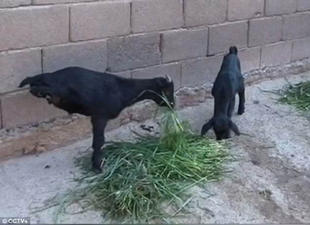 Câu chuyện con dê hai chân kiên cường học cách thích nghi với cuộc sống, thái độ thản nhiên tàn nhưng không phế, chấp nhận, đối mặt với khó khăn đã khiến nhiều người cảm động và bội phục ý chí của con dê này. Nguồn: Daily Mail