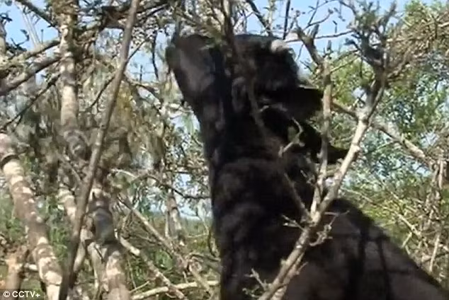 Chỉ có hai chân nhưng khả năng thăng bằng của con dê can đảm khiến nhiều người nể phục. Nguồn: Daily Mail