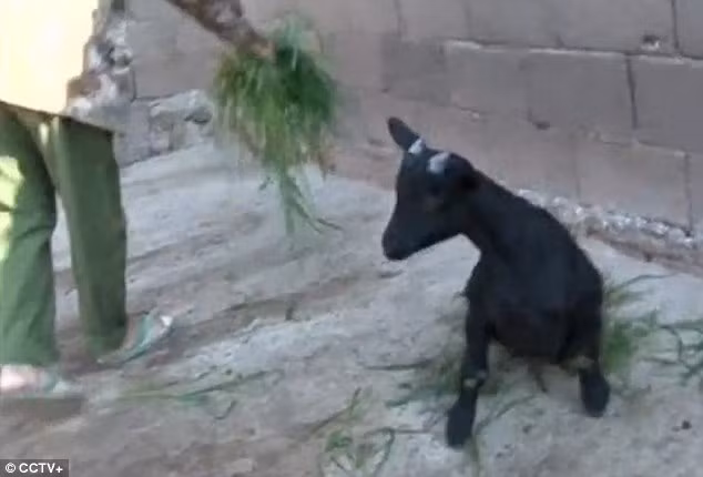 Người chăn nuôi Lý Thiên Lâm còn cho biết, bác sĩ thú y địa phương cho rằng con dê mẹ có thể đã bị thương ở bụng trong trận đấu với những con dê khác trước khi dê con được sinh ra. Nguồn: Daily Mail