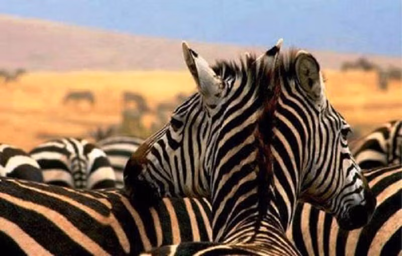 Trong bức ảnh trùng hợp khó tin này, nhiều người đã ngạc nhiên vì sự xuất hiện của một con ngựa vằn hai đầu. Đáng tiếc, đó chỉ là một bức ảnh được tính toán thời gian và góc chụp chi tiết để gây ra ảo ảnh tức thời. (Nguồn Lolwot)