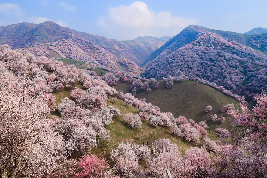 Nằm rất xa về phía bắc Trung Quốc, thung lũng Apricot hay còn gọi là thung lũng hoa mai ở Tân Cương thực sự là một xứ sở thần tiên có thật trên mặt đất khi hàng ngàn cây hoa mai, hoa đào tuyệt đẹp đua nhau bung nở trong mùa xuân. (Nguồn Bored Panda)
