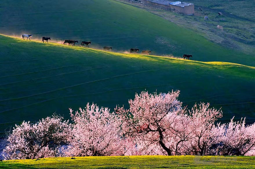 Cảnh sắc tuyệt đẹp ở thung lũng Apricot. (Nguồn Bored Panda)