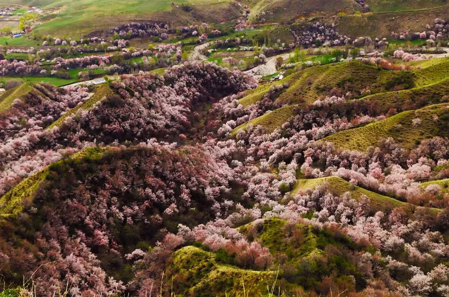 Cả thung lũng được bao phủ bởi sắc hồng, trắng đan xen. (Nguồn Bored Panda)