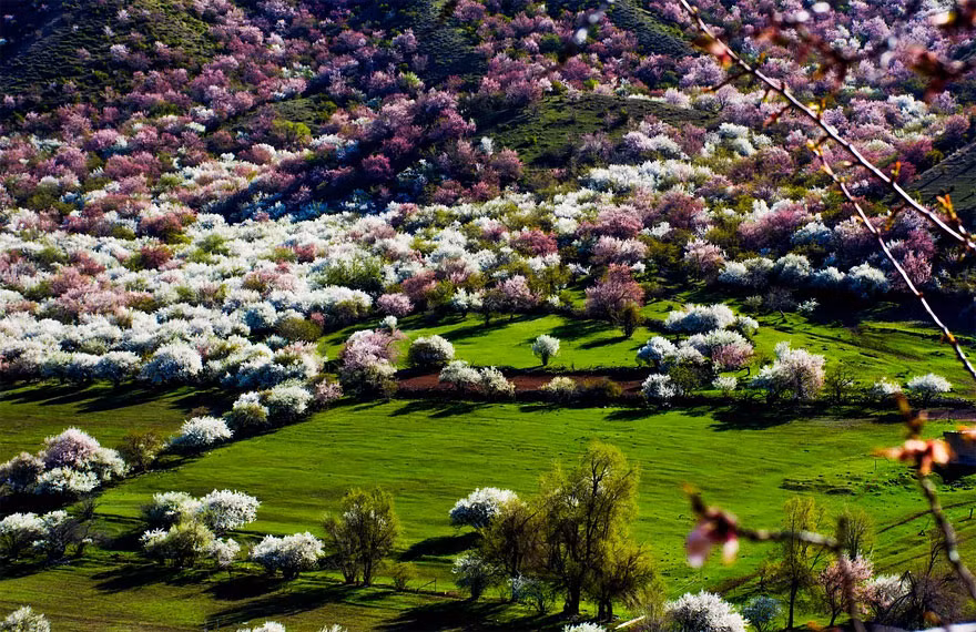 Cứ mỗi năm khi thời xuân điểm, những bông hoa mai, hoa đào nở bung, bao phủ thung lũng bằng vẻ đẹp tuyệt mỹ của mình. (Nguồn Bored Panda)