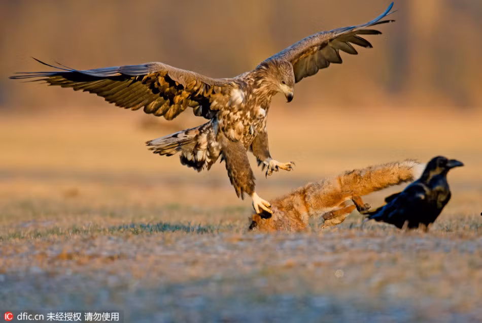 Trong khi kịch chiến, con đại bàng vẫn để ý đến con mồi của mình, tránh để những kẻ nhòm ngó làm ngư ông đắc lợi. Nguồn: Sina