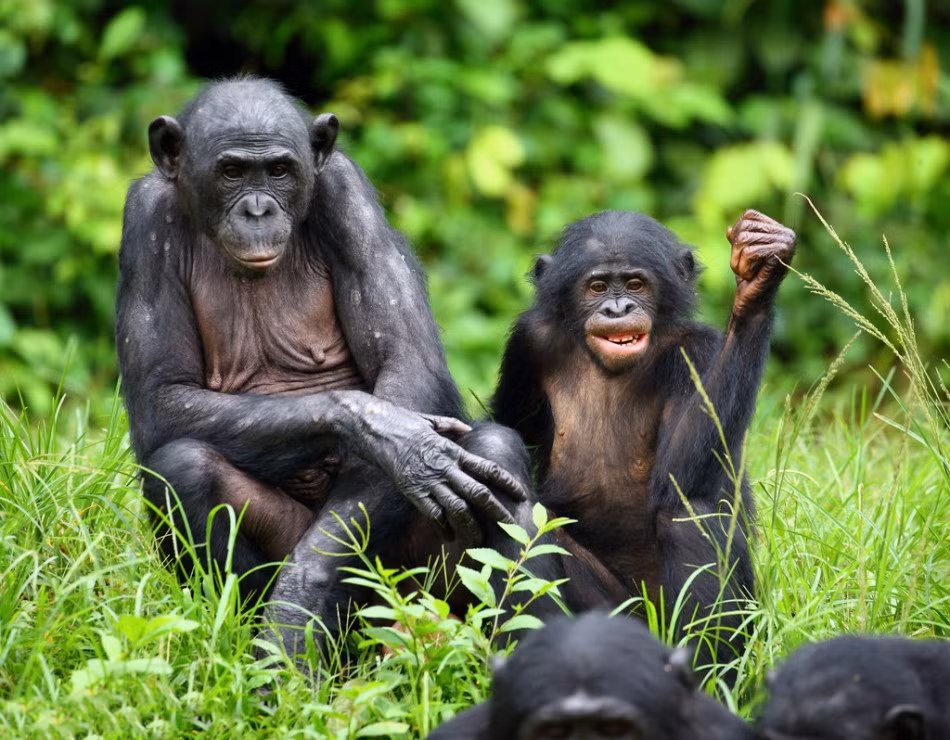Ngồi kế mẹ mình, một con vượn Bonobo vị thành niên đang thể hiện quyết tâm sẽ leo lên vị trí cao hơn trong đàn. Nguồn: Sina