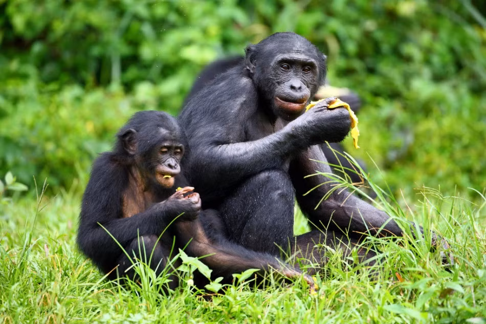 Mẹ con vượn Bonono đang thưởng thức hoa quả vừa mới hái, thi thoảng vượn mẹ nhìn chằm chằm về phía nhiếp ảnh gia. Nguồn: Sina