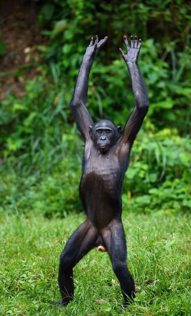 Phát hiện có ống kính, một con vượn Bonobo ham sống ảo, thích nổi tiếng dựng đứng thân mình, khoe cơ thể khá cân đối. Nguồn: Sina