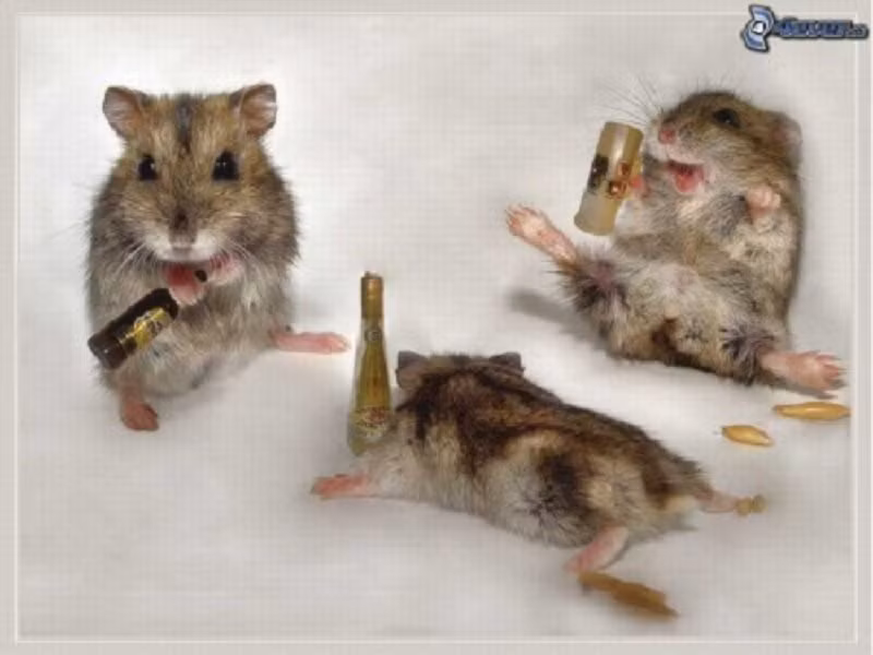 Khi đàn đúm, những chú chuột lang cũng thích say sưa không biết đường về. (Nguồn Lolwot)