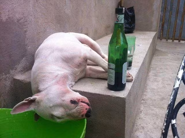 Sau khi say túy lúy, chú chó này ngủ không cần chỗ dựa. (Nguồn Lolwot)