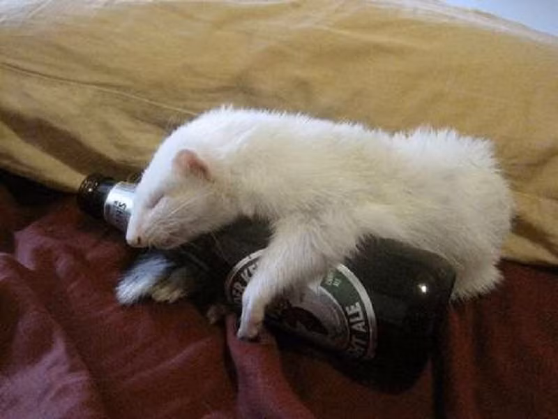 Ngay cả khi ngủ, chồn trắng ham mê rượu chè cũng không rời được chiếc chai yêu quý. (Nguồn Lolwot)