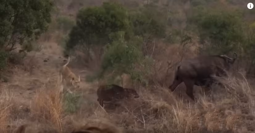 Khi đi ngang qua một khu vực có nhiều bụi rậm, mẹ con trâu rừng gặp phải phục kích tử thần của bầy sư tử. Bản năng người làm mẹ khiến trâu rừng mẹ ngay lập tức quay người, lấy sừng húc con sư tử dám động đến nghé con của nó. (Nguồn Kruger Sightings)