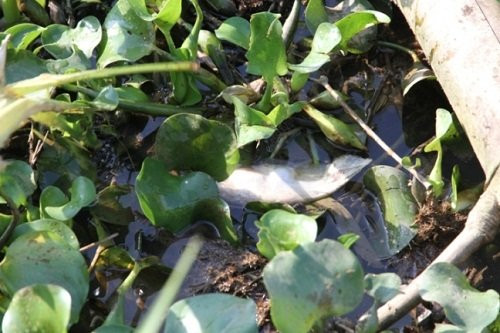 Tan mat loai cay doc tan diet ca o Quang Tri-Hinh-2