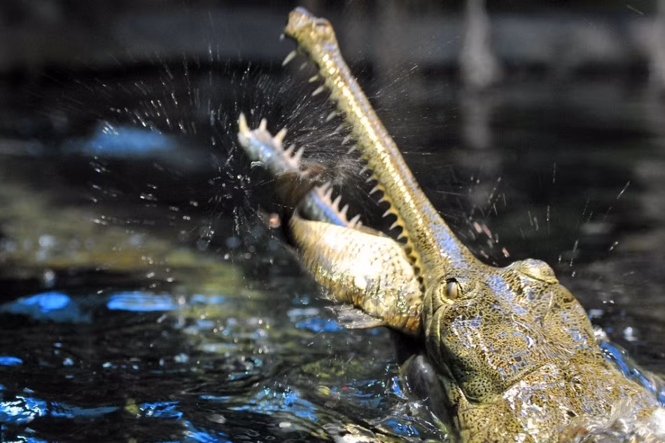 Mới đây, những du khách đến vườn thú Prague, cộng hòa Séc đã được chứng kiến màn nhai nuốt mồi kinh hoàng của cá sấu mõm dài. Nhiếp ảnh gia Slavek Ruta cũng ghi lại được những hình ảnh tuyệt vời về khoảnh khắc rợn người này. Nguồn: Sina