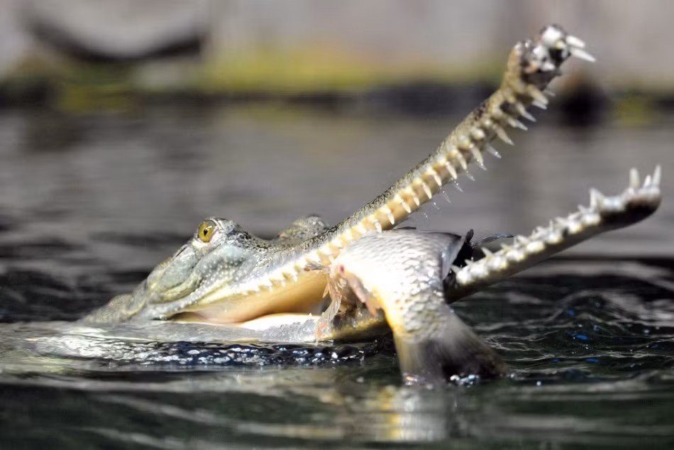 Chính vì được phát triển để thích nghi với việc bắt cá nên chiếc mõm dài của loài cá sấu độc đáo này tua tủa những chiếc răng nhọn hoắt như dao găm. Nguồn: Sina
