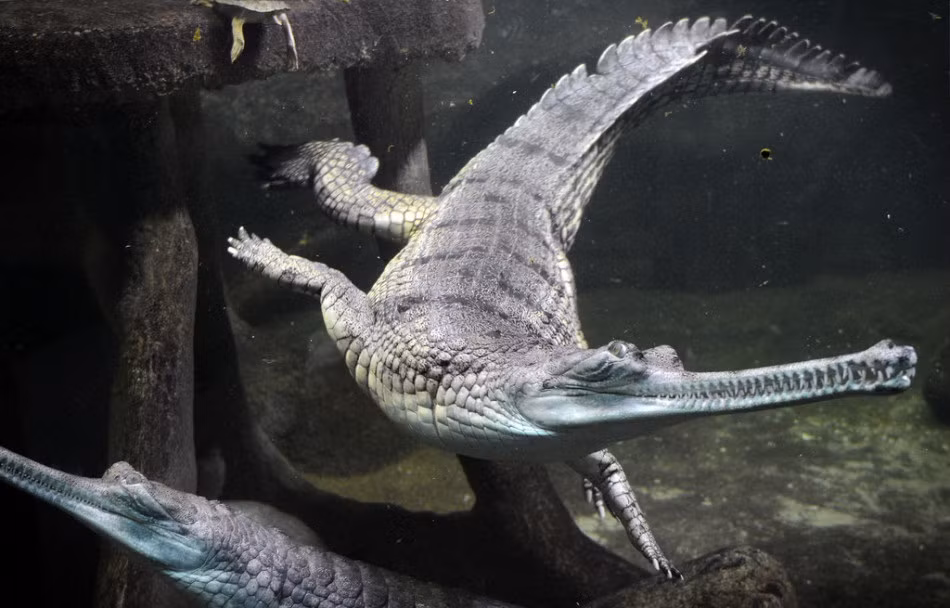Nhiều người không đánh giá cao loài cá sấu mõm dài này nhưng khi chứng kiến tận mắt những màn nghiền nát con mồi này của chúng, họ đã phải suy nghĩ lại. Nguồn: Sina