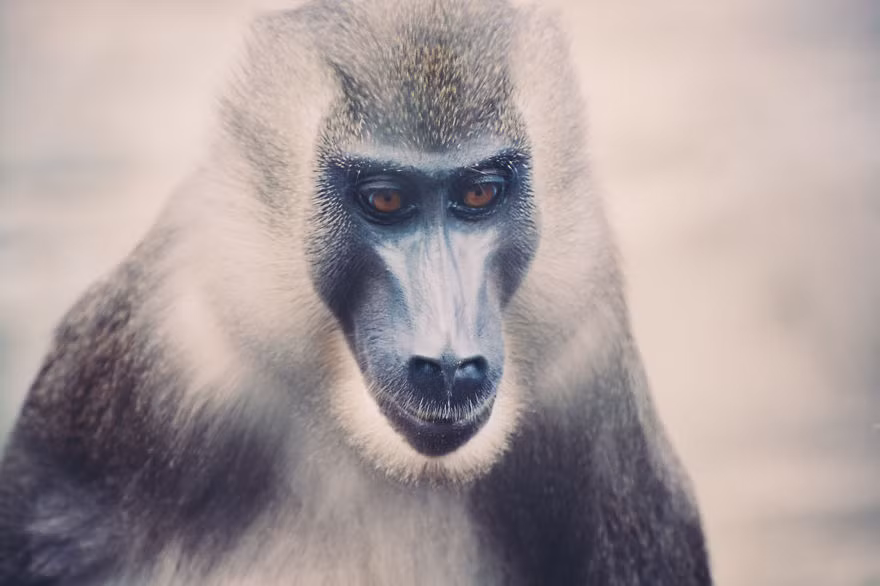 Khiến mọi người có cảm giác chúng đang hòa mình với thiên nhiên thực sự. Nguồn: Bored Panda