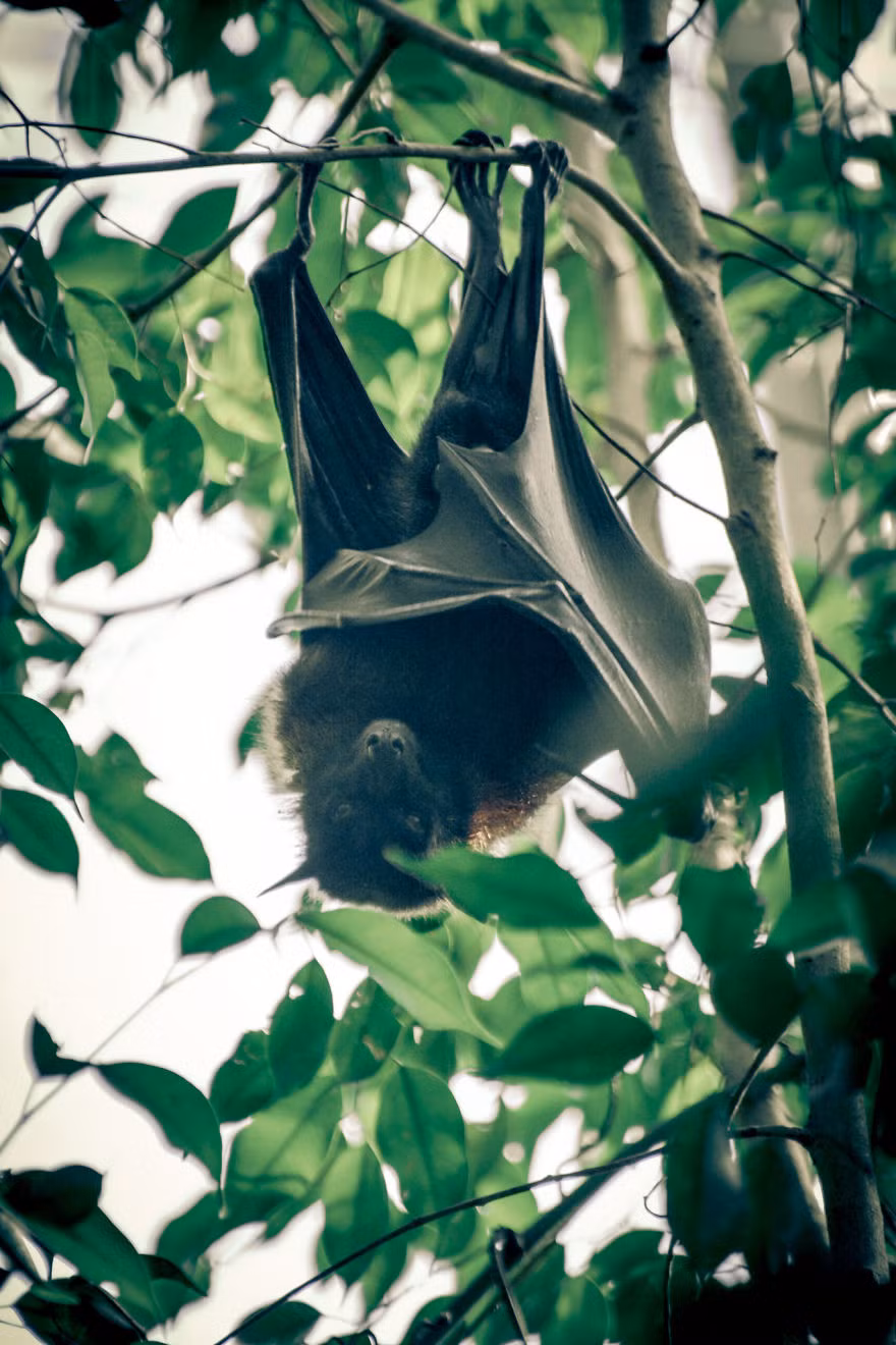 Khó có thể tin đây là hình ảnh được chụp trong sở thú. Nguồn: Bored Panda