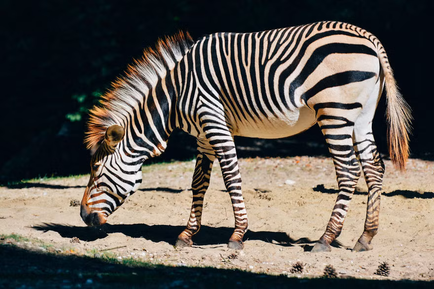 Edvin luôn cố gắng thể hiện được những nét hoang dã nhất, tự nhiên nhất của những người mẫu động vật trong các sở thú. Nguồn: Bored Panda