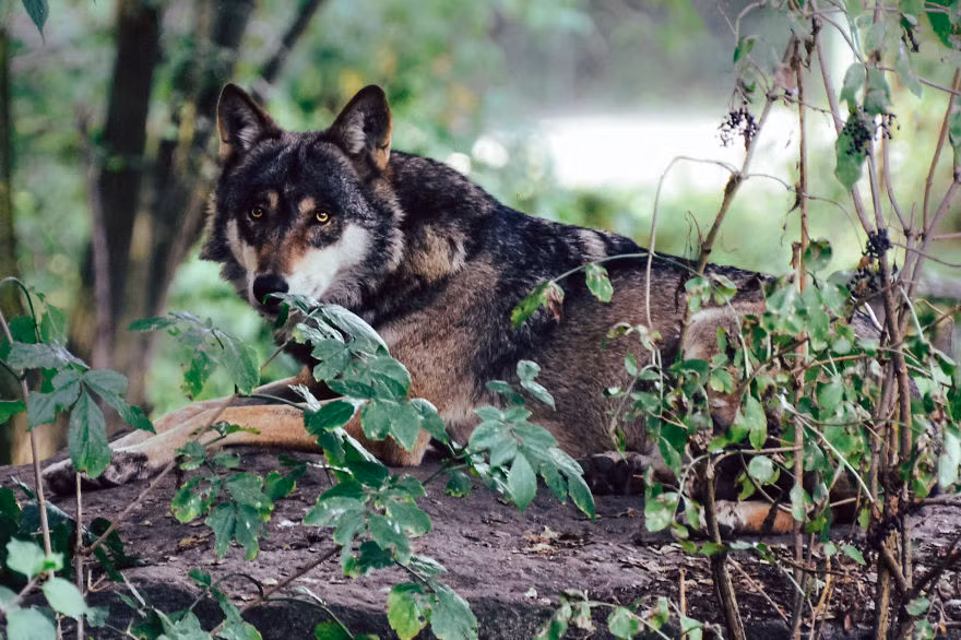Nhiều người có đặt câu hỏi về công viên mà Edvin dừng chân tác nghiệp nhưng anh không tiết lộ. Nguồn: Bored Panda
