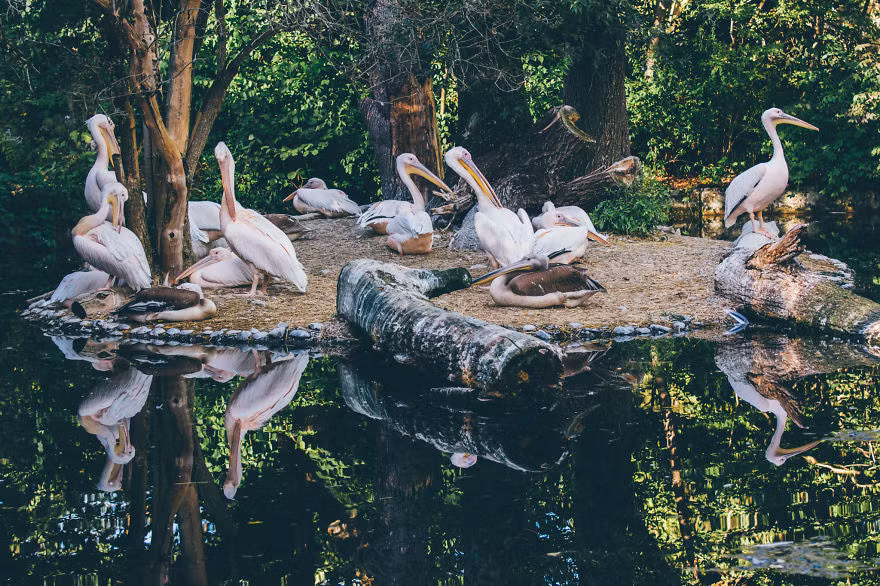 Edvin chỉ khẳng định rằng, tất cả những hình ảnh này đều được chụp trong các sở thú và khu nuôi nhốt. Nguồn: Bored Panda