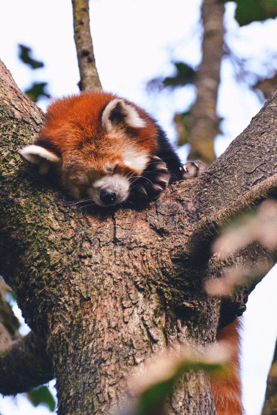 Tất cả đều như hưởng thụ không gian thiên nhiên của riêng mình, thoải mái và không vướng bận. Nguồn: Bored Panda