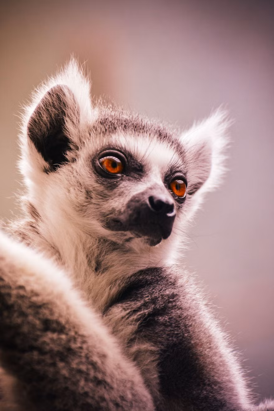 Chính vì thế, để mọi người có thể nhìn theo cách nhìn của mình về những động vật hoang dã trong sở thú, Edvin đã quyết định thực hiện một loạt ảnh chân dung những động vật này. Nguồn: Bored Panda