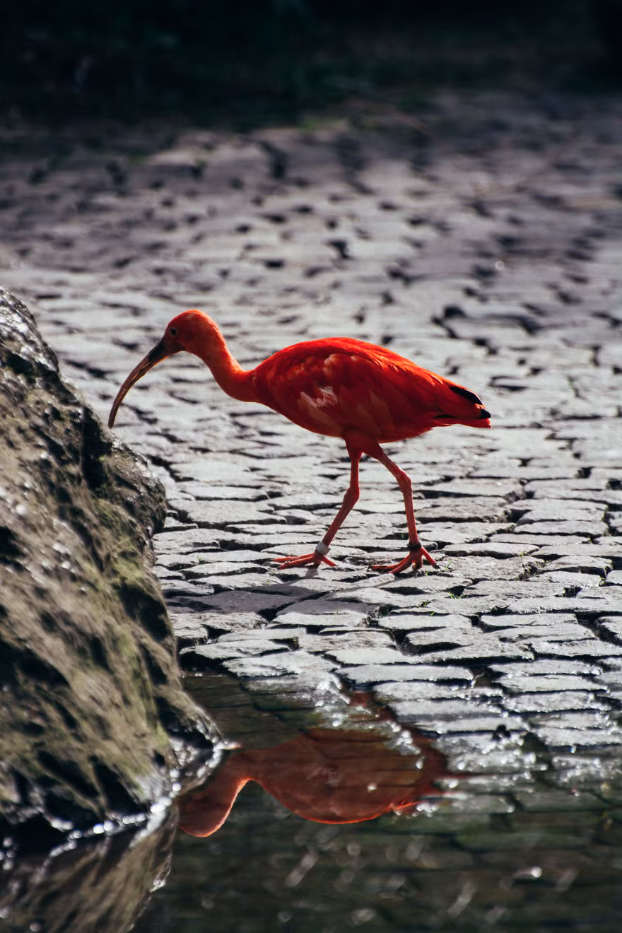 Hình bóng phản chiếu của một con chim đỏ đẹp tuyệt mỹ. Nguồn: Bored Panda