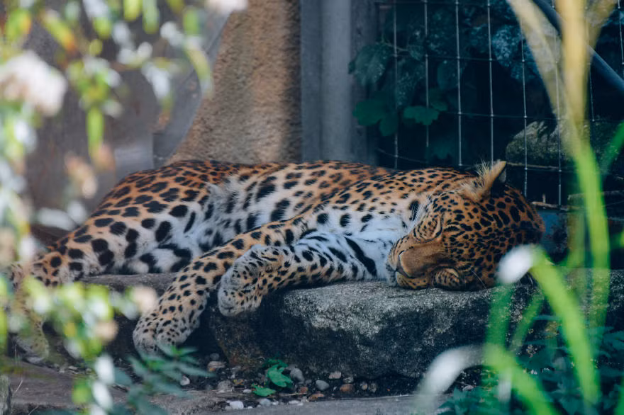 Có nhiều khó khăn khi tác nghiệp, tiếp cận nhưng với lòng yêu nghề, Edvin đã khiến mọi người phải trầm trồ thán phục tài năng và con mắt nghệ thuật của mình. Nguồn: Bored Panda