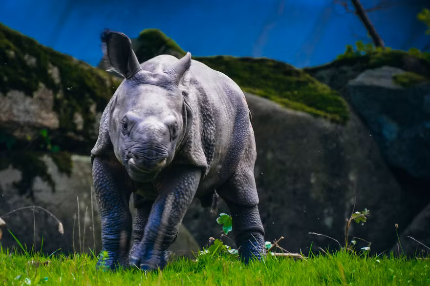 Một chú tê giác con dưới ống kính của nhiếp ảnh gia Edvin. Nguồn: Bored Panda