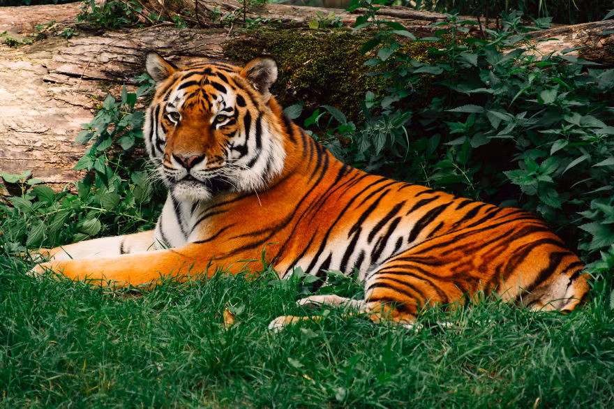 Đó là bởi những bức ảnh động vật ấn tượng này rất chân thực, giống như được chụp trong thiên nhiên hoang dã. Những loài động vật cũng không có biểu hiện chán nản do bị nuôi nhốt, cầm chân. Nguồn: Bored Panda