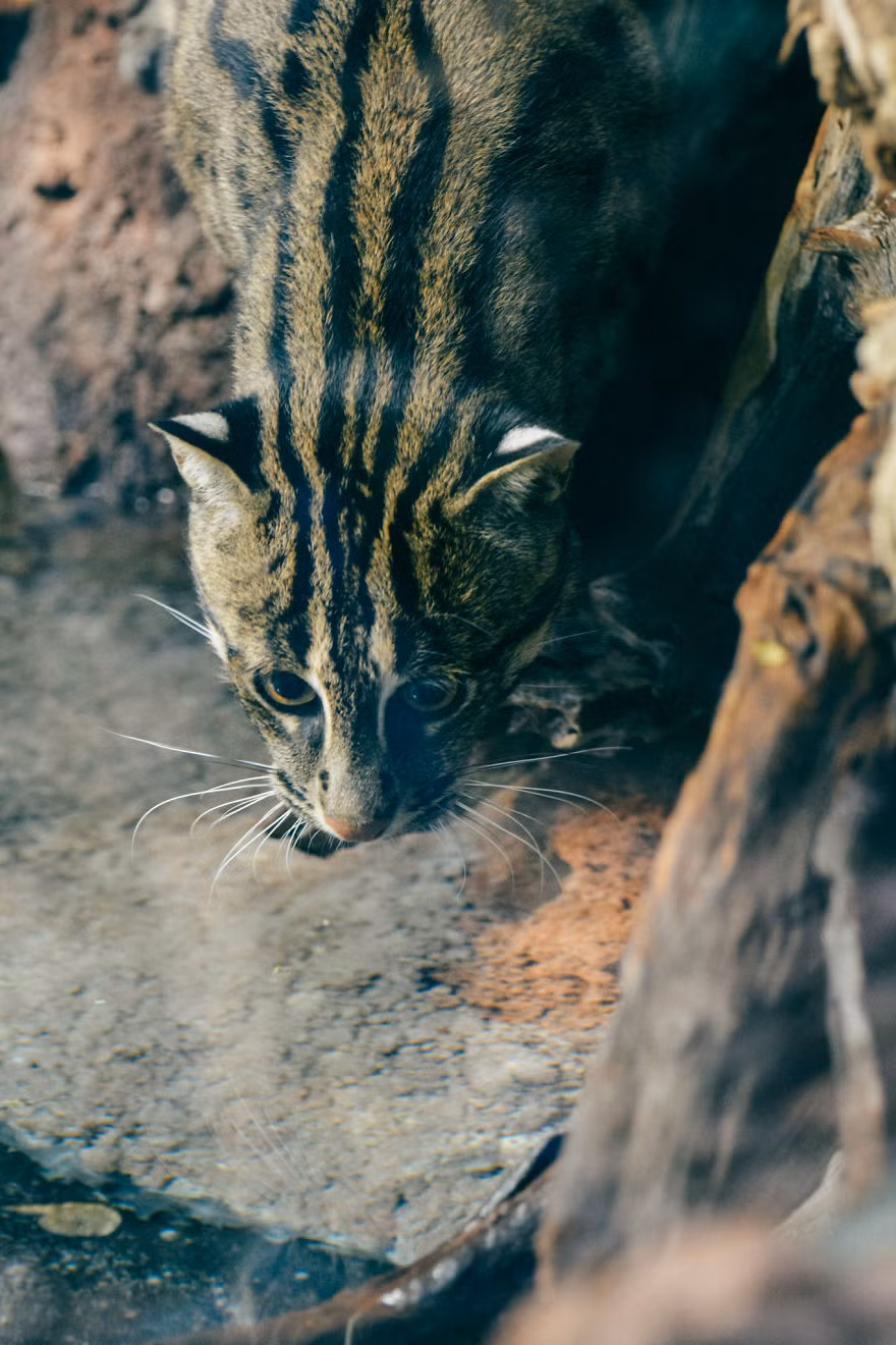 Không phải sống trong cảnh tù túng, bị canh chừng cẩn thận. Nguồn: Bored Panda