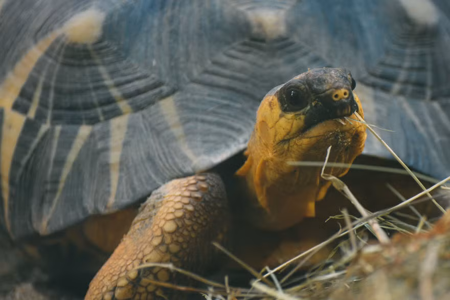 Có một số bức ảnh, nếu không nói sẽ không ai biết những bức ảnh đó được chụp trong sở thú, không gian hẹp và điều kiện thiếu thốn. Nguồn: Bored Panda