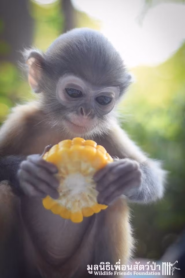 Ngọn nguồn nỗi đau của Piak là do một tay săn trộm đã lẻn vào rừng, đột nhập vào khu vực của Piak và mẹ của mình đang sinh sống và săn giết mẹ của cô. Theo lời tay săn trộm, anh ta không hề biết mẹ của Piak đang cõng con trên lưng. (Nguồn Dodo)