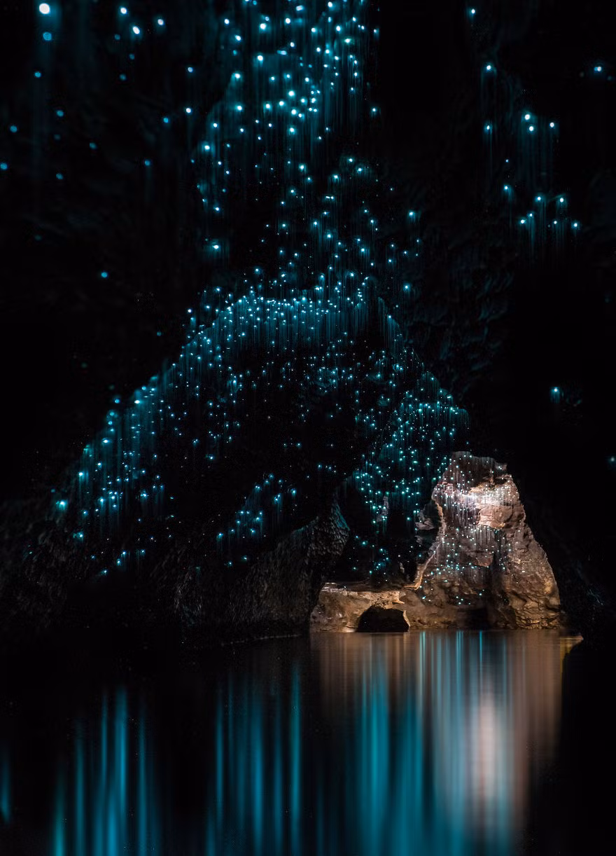 Theo tìm hiểu, những con đom đóm trong hang động nổi tiếng này có tên khoa học là Arachnocampa Luminosa, là loài sinh vật đặc hữu của New Zealand, có khả năng tạo ra một loại ánh sáng màu xanh da trời pha lẫn xanh lá cây huyền ảo. (Nguồn Bored Panda)