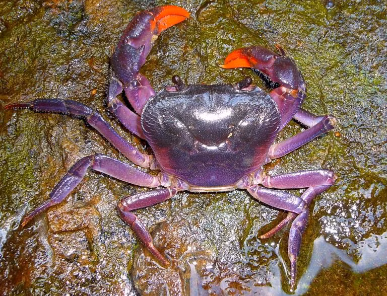 Tuy vậy khác với cua tím mà ngư dân Thanh Đảo bắt được, cua ma cà rồng sinh sống ở những khu rừng gần nguồn nước ngọt và một nửa thời gian cua ma cà rồng sống trên cạn, thời gian còn lại sống dưới vùng nước nông. Nguồn: Sina