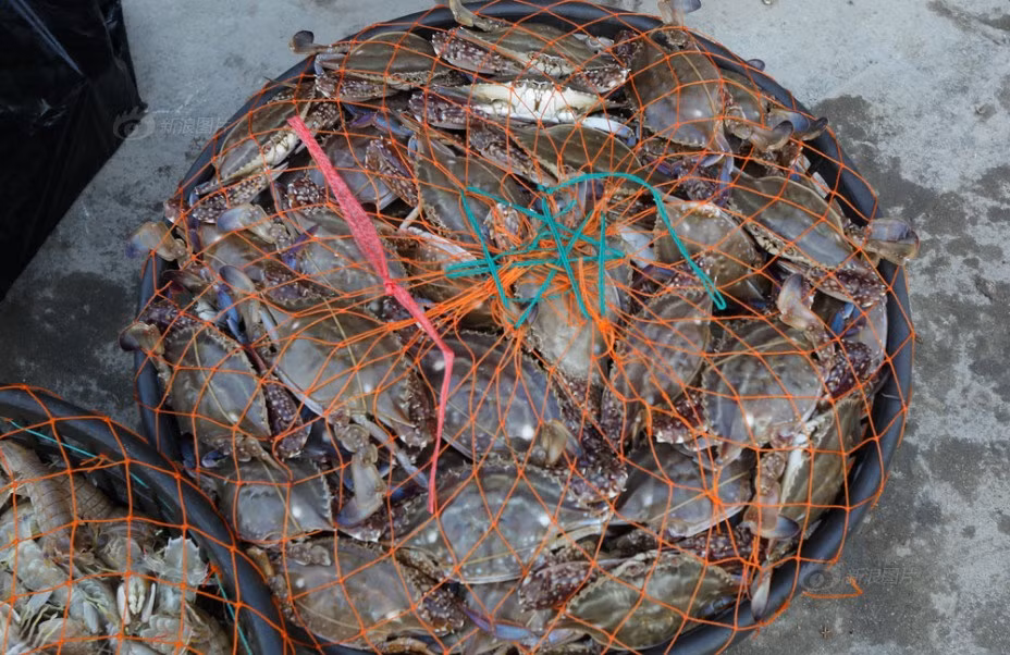 Trên thực tế, nếu chịu tác động của ô nhiễm nước biển, cua sẽ chết chứ không đổi màu. Sự khác biệt màu sắc có thể là một hiện tượng thích nghi sinh học. Màu sắc của những con cua biển sẽ bị ảnh hưởng độ sâu, ánh sáng, thời gian sinh sống và các yếu tố khác, sinh sống ở nơi có điều kiện khác nhau, màu sắc cơ thể con cua cũng khác nhau. Nguồn: Sina