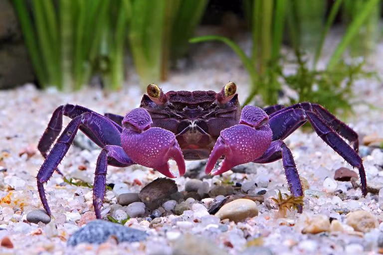 Trên thế giới cũng có những con cua tím được gọi là cua ma hay cua ma cà rồng (Vampire crab, Geosesarma sp), đây là một chi cua được tìm thấy ở Ấn Độ, vùng Đông Nam Á cho đến đảo quốc Solomon và Hawai, cua ma có nguồn gốc từ đảo Sulawesi của Indonesia. Nguồn: Sina