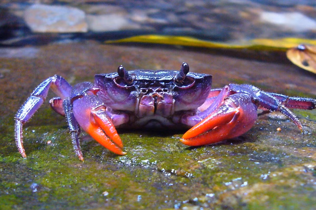 Cua ma cà rồng có đặc điểm nổi trội là thân tím ngắt, đầu càng có màu tím hoặc đỏ cam nổi bật, đôi mắt sáng rực như mắt ma , luôn mở to trừng trừng. Nguồn: Sina