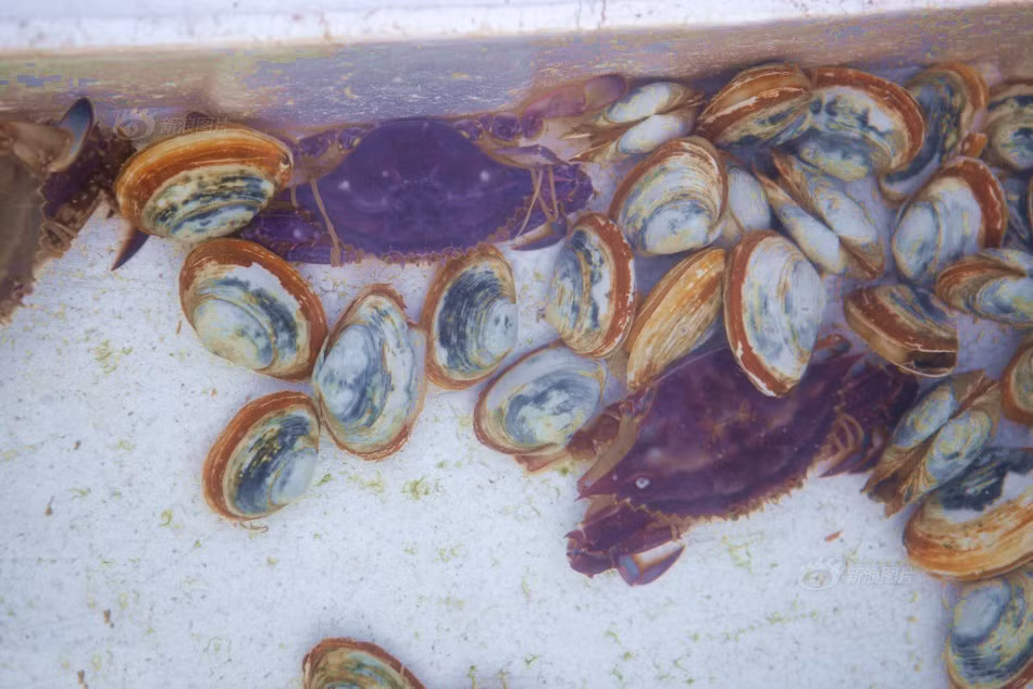 Vừa qua, những ngư dân ở một tiểu cảng thuộc Thanh Đảo, Sơn Đông, Trung Quốc đã bắt được những con cua tím siêu hiếm gây xôn xao dư luận, lôi kéo được nhiều sự chú ý. Nguồn: Sina