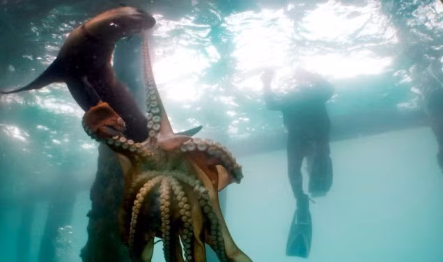 Không chịu chết, con quái vật bạch tuộc nhỏ bé vùng lên, tung những chiếc xúc tu bám chặt lấy hải cẩu, muốn dìm sâu hải cẩu xuống nước. (Nguồn Dailymail)