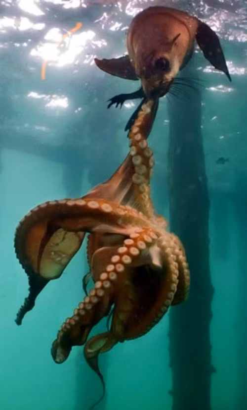 Con hải cẩu này được ngư dân địa phương đặt tên là Cecile, trong cơn đói mồi, hải cẩu tấn công con bạch tuộc được người dân địa phương gọi là quái vật Kraken. (Nguồn Dailymail)