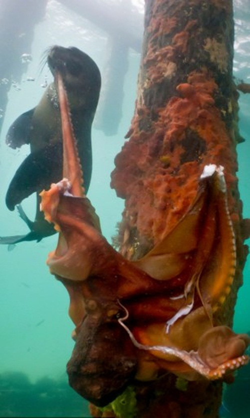 Kraken là tên của một con quái vật trong truyền thuyết Hy Lạp, là cơn ác mộng của những người đi biển, có khả năng nhấn chìm tàu thuyền, nuốt chửng cả một thành phố. Tuy nhiên, con bạch tuộc này có lẽ chỉ là một hậu duệ kém cỏi của quái vật đại dương từng gây khiếp hãi một thời khi nó không thể xử lý cả một con hải cẩu. (Nguồn Dailymail)