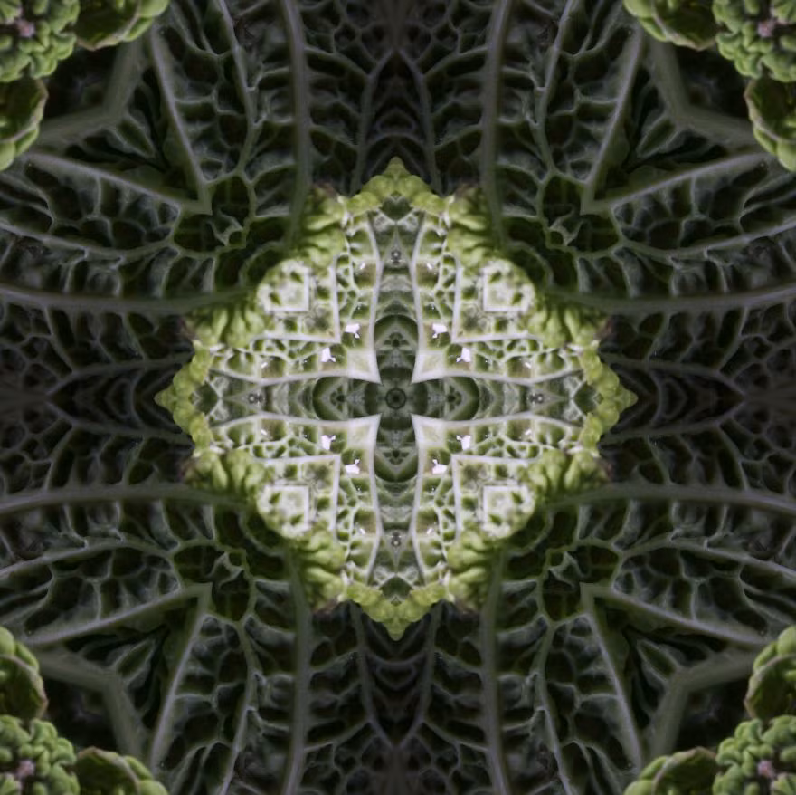 Khó có thể tin rằng những hoa văn đẹp hoàn hảo này có thường xuyên hiện hữu quanh chúng ta. Nguồn: Bored Panda