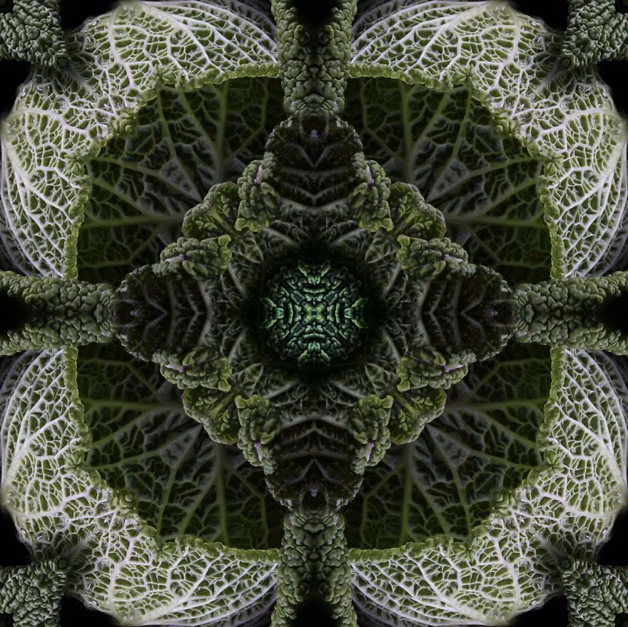 Vẻ đẹp bí ẩn của cải thảo. Nguồn: Bored Panda