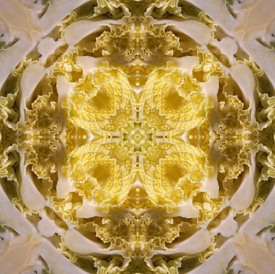 Ngay lập tức, điều đó đã truyền cảm hứng cho nữ nghệ sĩ, khiến cô chăm chỉ khám phá vẻ đẹp phức tạp của vương quốc thực vật. Nguồn: Bored Panda